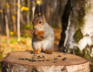 Red eurasian squirrel © mbongo