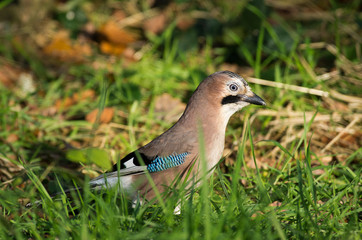 European Jay