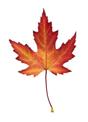 beautiful autumn maple leaf isolated on white background