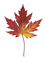 beautiful autumn maple leaf isolated on white background