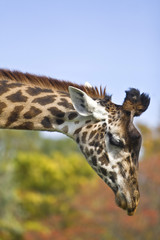 giraffe
