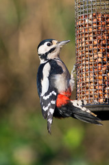 Woodpecker on bird feeder