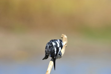Pied Kingfisher