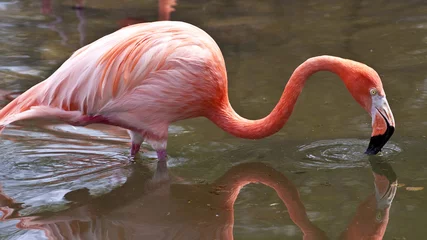 Photo sur Aluminium Flamant pink flamingo