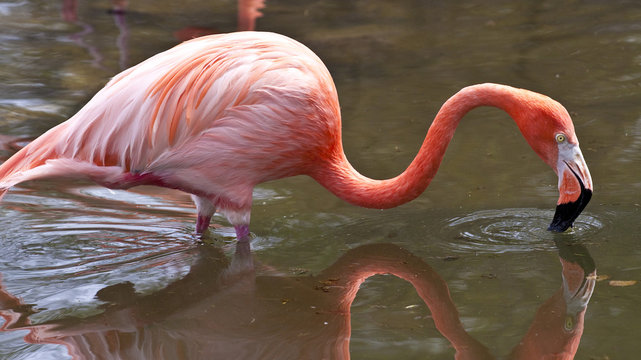 Fototapeta pink flamingo