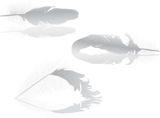 three light gray feathers with reflections