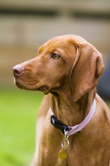 Vertical shot of Hungarian Vizsla dog