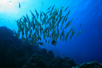 Fototapeta na wymiar Ławica ryb w Morzu Czerwonym