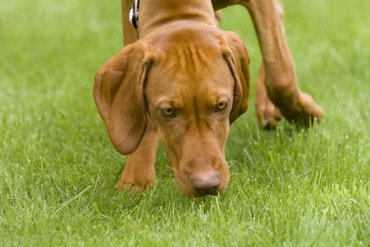 Vizsla dog sniffing the grass