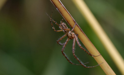 Kreuzspinne