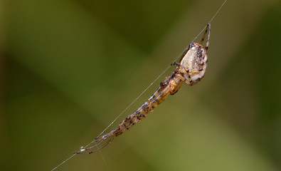 Kreuzspinne
