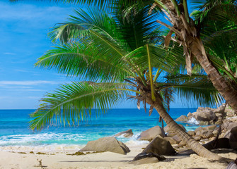 Exotic Paradise Trees