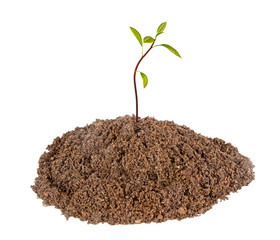 Avocado sapling