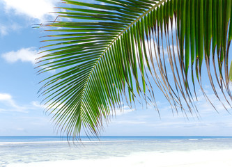 Fototapeta na wymiar Exotic Palms Frame