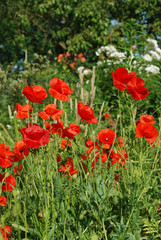 Obraz na płótnie Canvas Common poppies