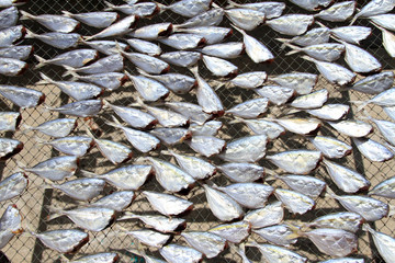 Headless fish