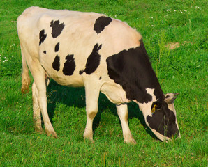 Animals Grazing View