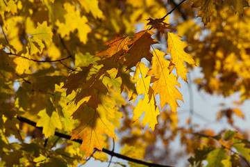 impression of leaves and autumn colors