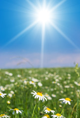 Fototapeta premium Flowers Blooming Summer Beauty
