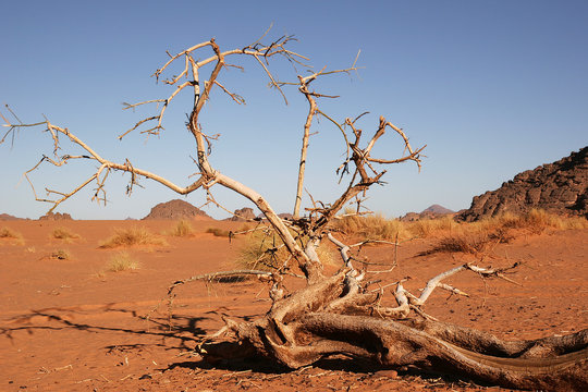 arbre et desert libyen