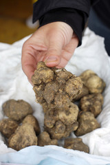 tartufo bianco