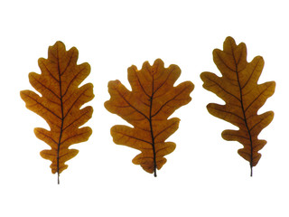beech leaves