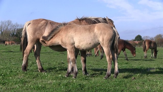 poulini&egrave;re et son poulain