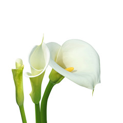 arum blanc