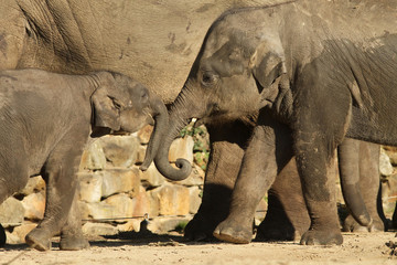 Two young elephants playing