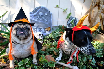Holloween Pups