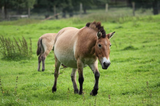 Stattliches Pferd
