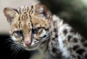 Chat léopard de Sibérie