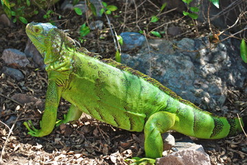 iguane vert