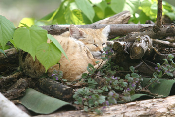 Chat des sables, chat d'Arabie
