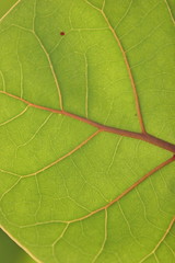 Green leaf with veins exposed