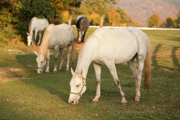 Obraz na płótnie Canvas Lipicańskie konie wypas