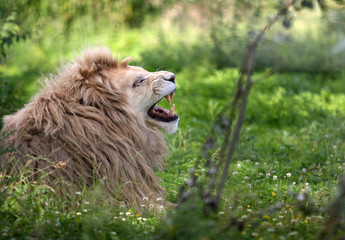 Lion blanc de Kruger
