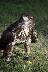 Mäusebussard