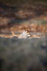 Cute squirrel
