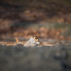 Cute squirrel