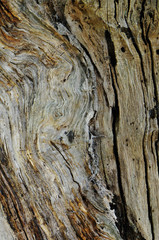 Texture of bark of an old trunk