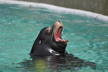 sea-lion