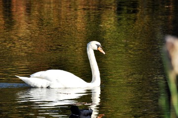 Swan
