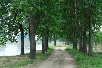 Fototapeta premium trail in the park, trees by the trail, north china.