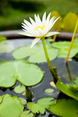 Lotus in the pond.