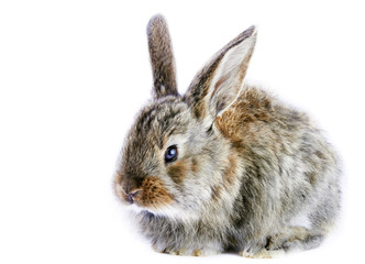 little gray rabbit