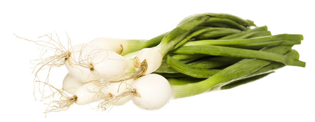 Fototapeta premium Spring Onion