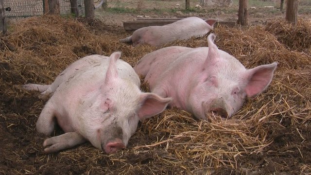 Glückliche Schweine schlafen im Stroh