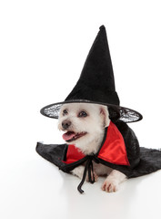 Dog wearing a witch hat and cape