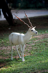 Rare white color Antelope  - Blackbuck